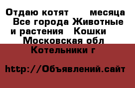 Отдаю котят. 1,5 месяца - Все города Животные и растения » Кошки   . Московская обл.,Котельники г.